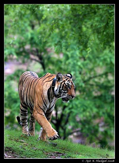 A tiger cub at Ranthambhore