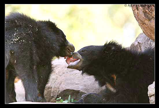 Two sloth bear cubs