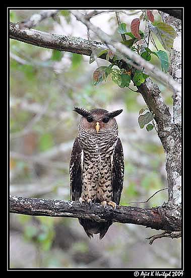 Spot-bellied Eagle owl