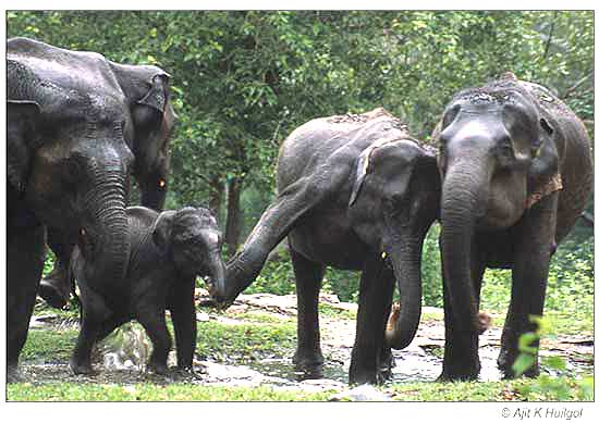 The elephants try to discipline the unruly calf