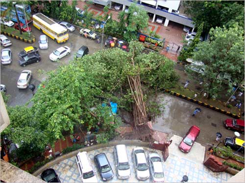 The fury of Monsoon: a huge tree uprooted due to heavy rains.