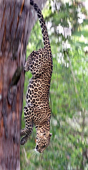 Leopard descending