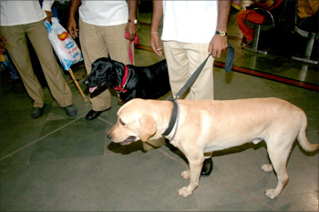 From left: Sniffer dogs Naughty and Rudra
