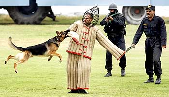 A dog chases a mock intruder during the function