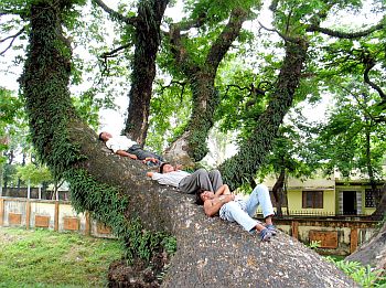 People take a nap under the shadows of trees during a hot day in Siliguri
