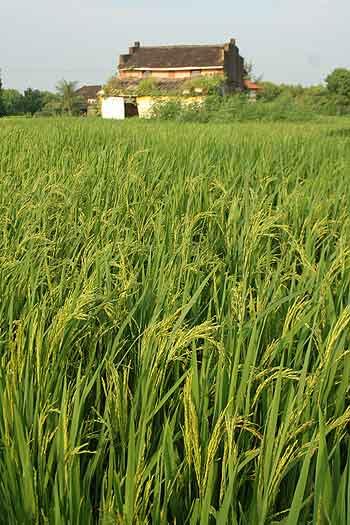 Paddy fields in Div village, Raigad, Maharashtra