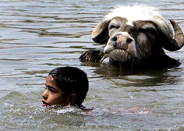 A boy and buffalo cool themselves in Tawi River in Jammu