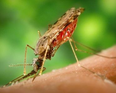 All that you need to know about Malaria