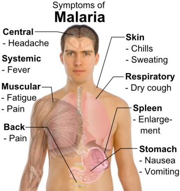 All that you need to know about Malaria