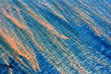 Oil is seen on the surface of the Gulf of Mexico