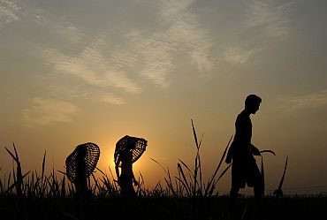 Farmers are silhouetted aas they walk through a paddy field on the outskirts of Agartala