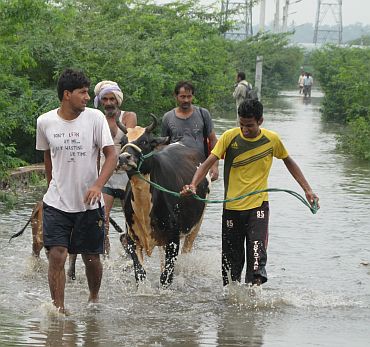 Villagers move their livestock to safety