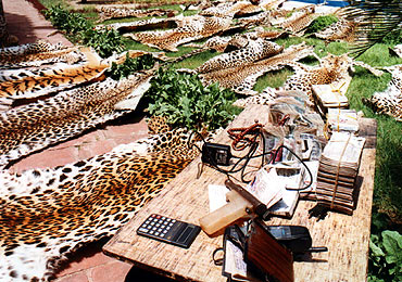 Confiscated items including leopard skins are on display at the police headquarters in Lucknow