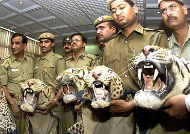 Policemen hold tiger parts seized from poachers