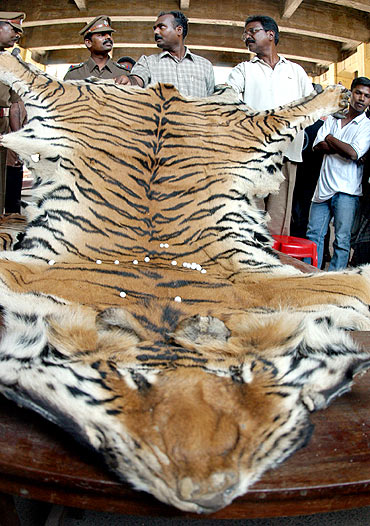 Police officers display a tiger skin seized from a poacher