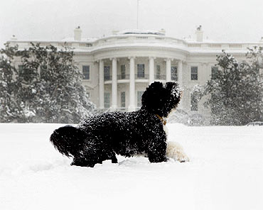 Bo, the Obama's family pet, plays in the snow during a blizzard on the south grounds of the White House