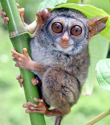 Siau Island tarsier (Tarsius tumpara), found in Indonesia (Siau Island)