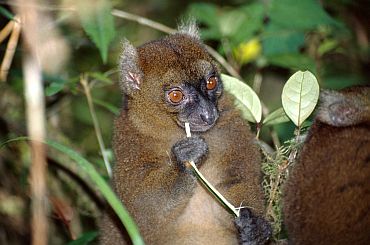 Greater Bamboo Lemur (Prolemur simus), found in Madagascar