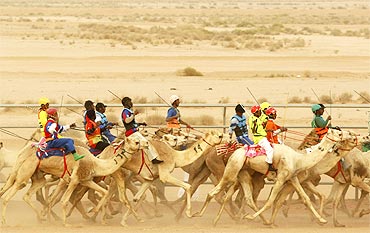 Camels race during a festival on the outskirts of Riyadh