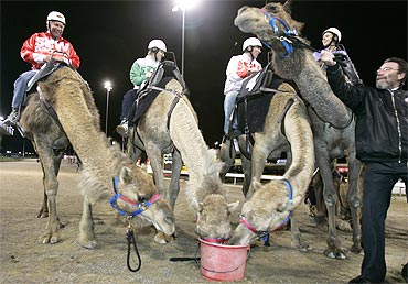Camels are fed after finishing a race in Riyadh.