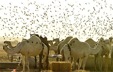Pigeons hover over camels at a market in Riyadh