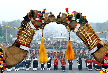 Decorated camels of Border Security Force