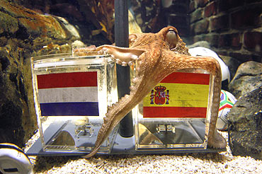Paul, the 'Octopus Oracle' at the Sea Life aquarium in the western German city of Oberhausen