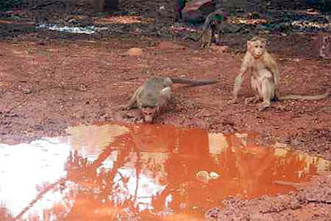 Monkeys near a pond in Bellary