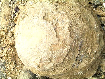 Fossilised remains of dinosaur eggs at the site