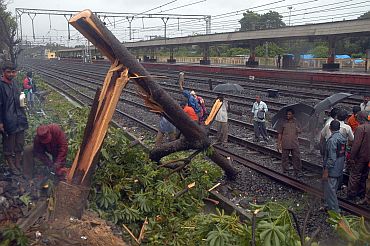 This tree collapsed on the Dadar-Matunga rail route on Wednesday morning, temporarily affecting rail traffic