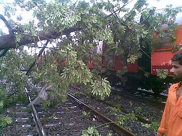 A tree collapsed on the Dadar-Matunga rail route on Wednesday morning, temporarily affecting rail traffic