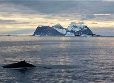 A humpback whale swims past the British Antarctic Survey's Rothera base