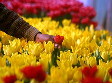 A million tulips bloom in Kashmir