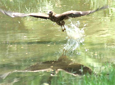 An eagle splashes water on itself at the National Zoological Park