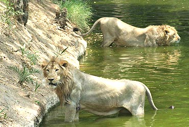 Lions in the park keep themselves cool on Thursday