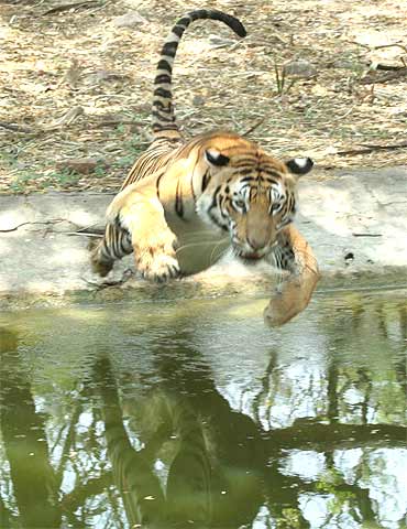 A big cat at Nehru Zoological Park. The zoo has eight Bengal Tigers.