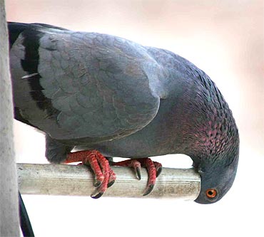 A pigeon sips the water dripping from an air conditioner in Hyderabad