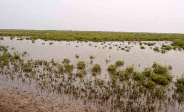 Destructed farm fields; another picture from Vijaynagaram district