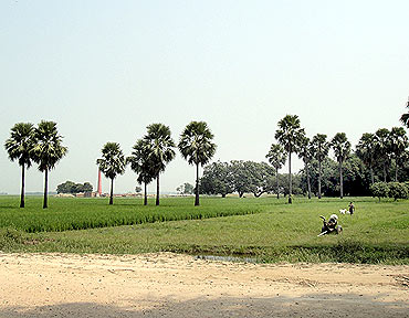 A rice field in Saran district