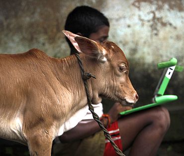 A schoolboy uses a laptop provided to him under 'one laptop per child' project by a non-governmental organisation as a calf stands near in a primary state-run school on the eve of International Literacy Day at Khairat village, about 90 km (56 miles) of Mumbai on September 7
