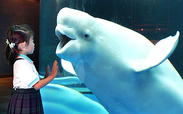 A white whale reacts to a young visitor as she admires the marine creature