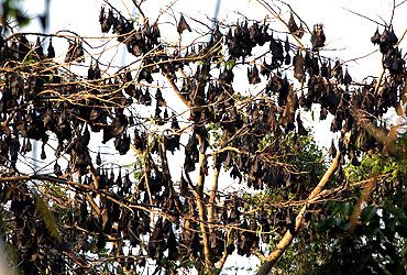 Fruit bats rest on tree branches
