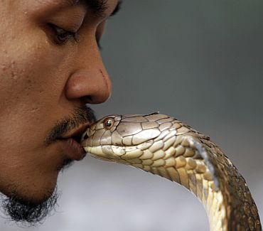 Snake charmer Faizal Ahmad kisses a King Cobra during a snake show at the National Museum in Kuala Lumpur