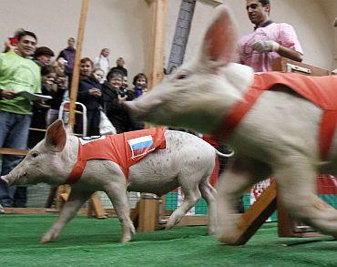 Piglets compete in pig races, as part of the Golden Autumn 2010 agricultural exhibition, in Moscow on October 3, 2010. The international competition involves competing teams from six countries with the winner being awarded a medal and a cup with strawberry chantilly during the two-day marathon, according to local media