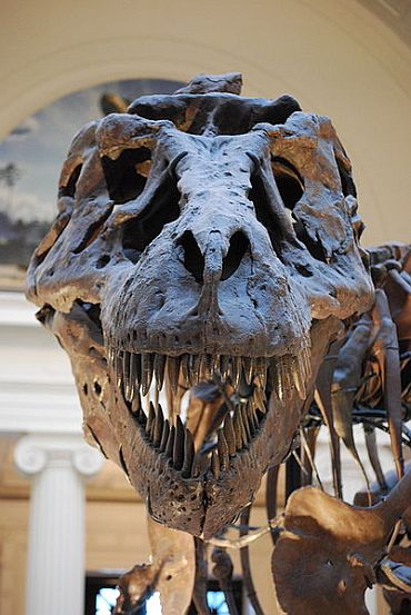 Dreaded T-Rex was a cannibal
