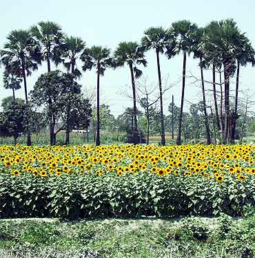 A sunflower field en route from Hajipur to Muzaffarpur in Bihar.