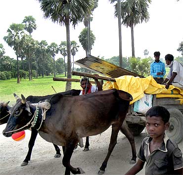 A bullock cart on the road to Karinga on a Sunday afternoon