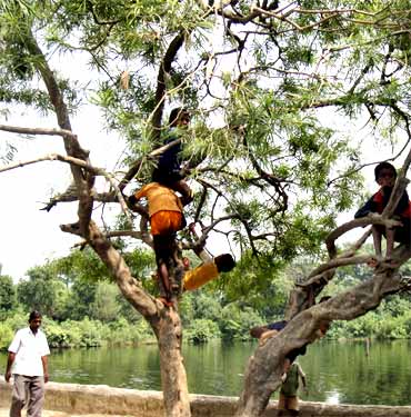 Children play on a tree beside a pond in Karinga village