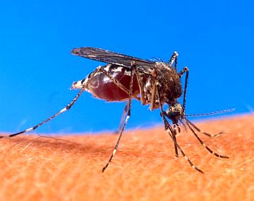 Aedes aegypti, the mosquito type behind dengue