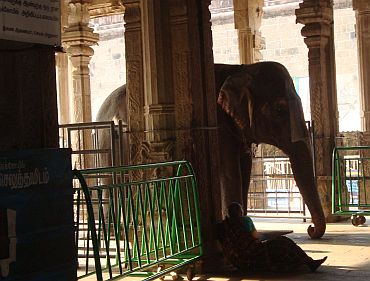 A temple elephant at the Ranganathaswamy temple in Srirangam